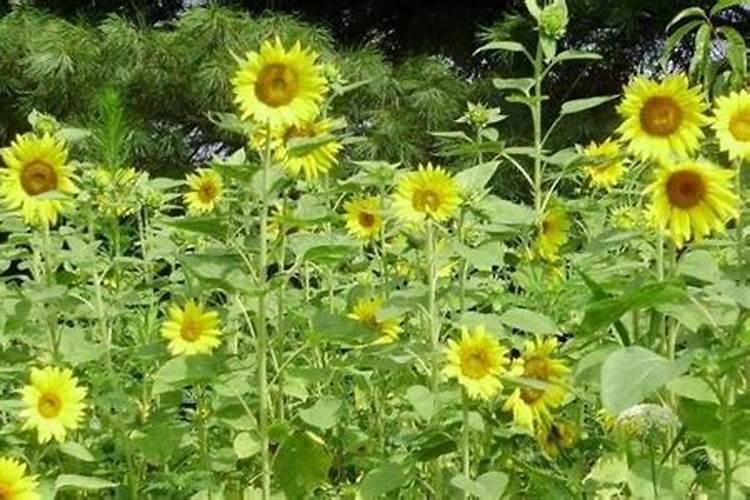 兰草花的种植需要什么肥料 种植兰草花用哪些肥料好