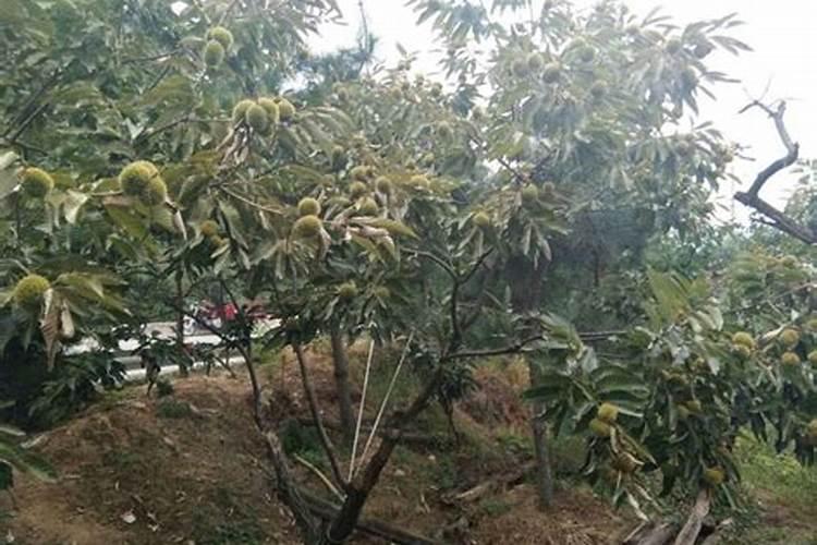 罗布泊钾肥中的罗布泊牌硫酸钾产自哪里？