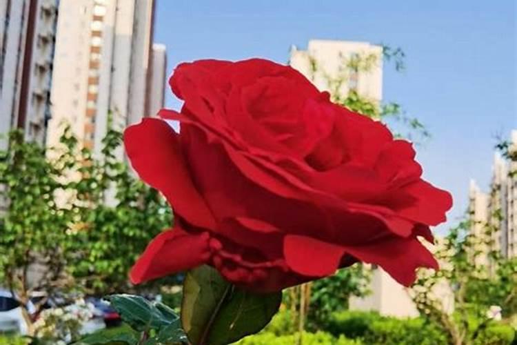 怎样发酵黄豆水肥