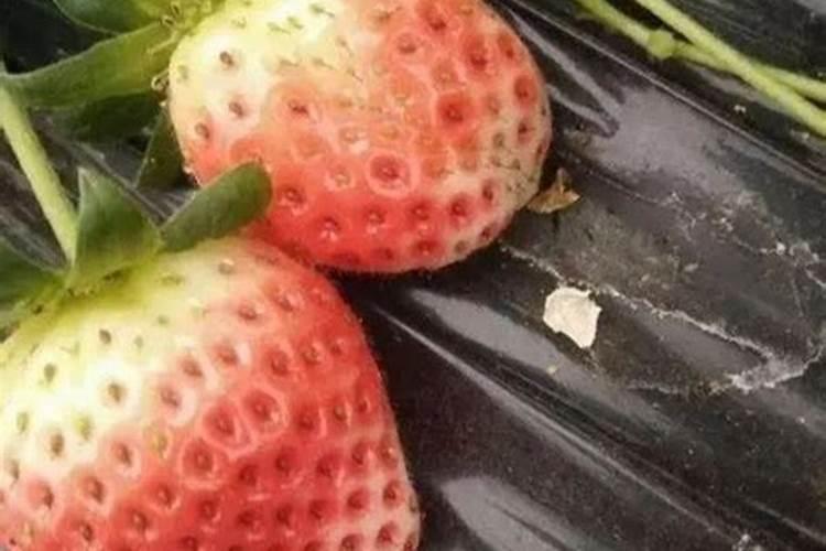 种草莓施什么肥才甜