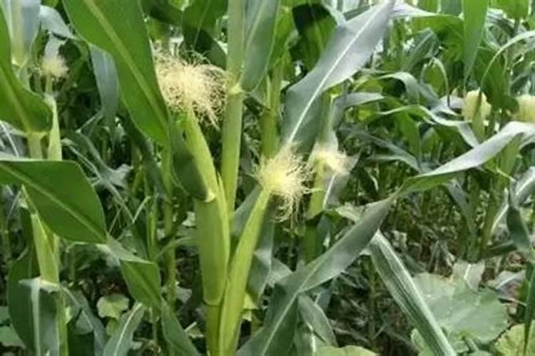 尿素可以做花肥吗