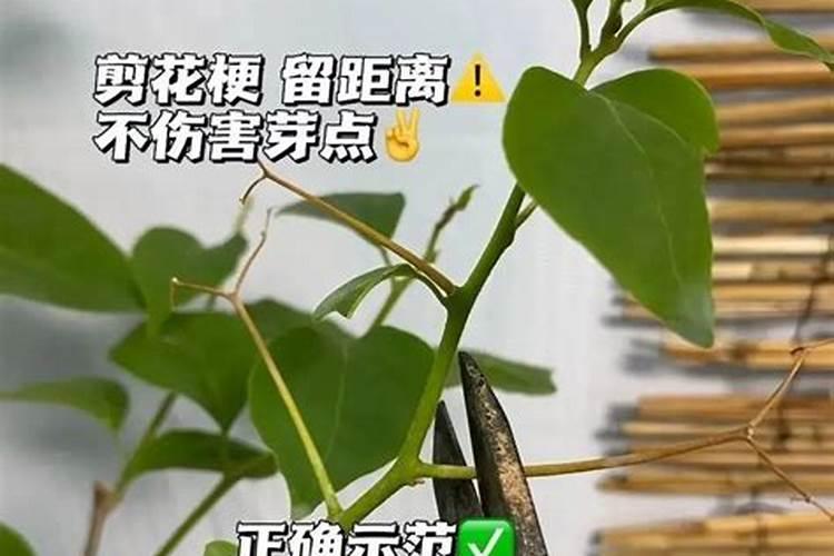 三角梅施肥方法和时间