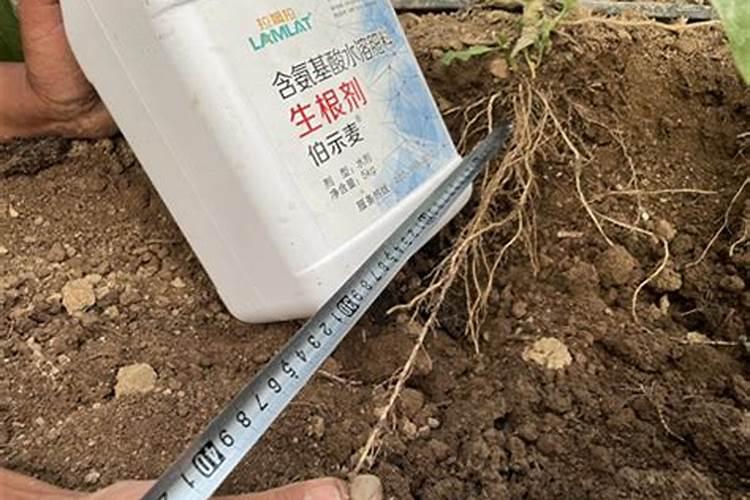 尿素可以喷施叶面肥吗