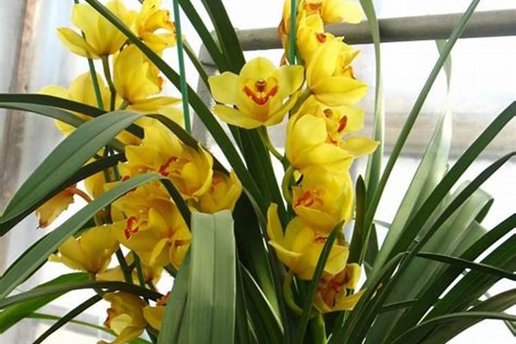 茶叶采摘前可否喷叶面肥