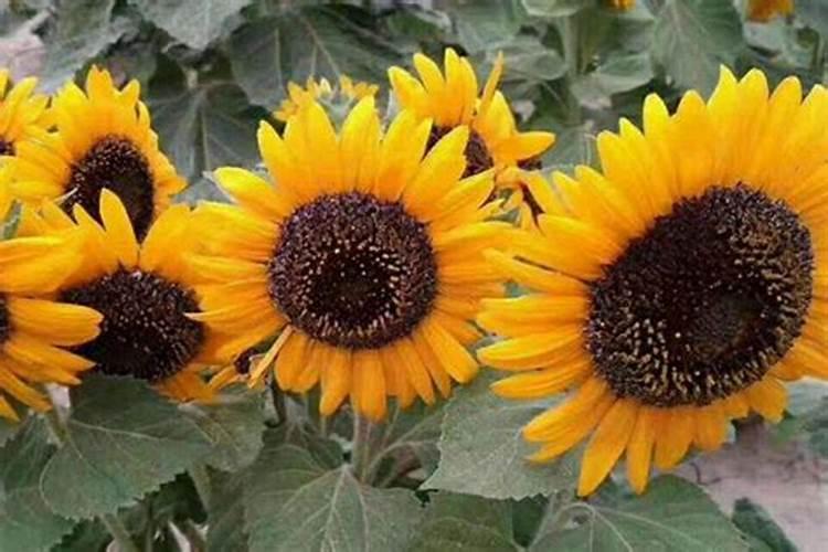 春季小麦追肥用什么肥料好