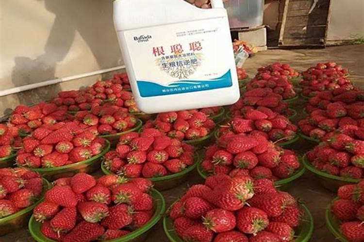 美国世多乐哈维果水溶肥4千克一袋的多少钱？