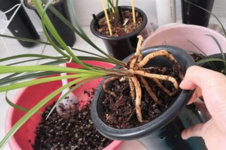 兰花喷什么叶面肥最好(兰花叶面肥喷施注意事项)