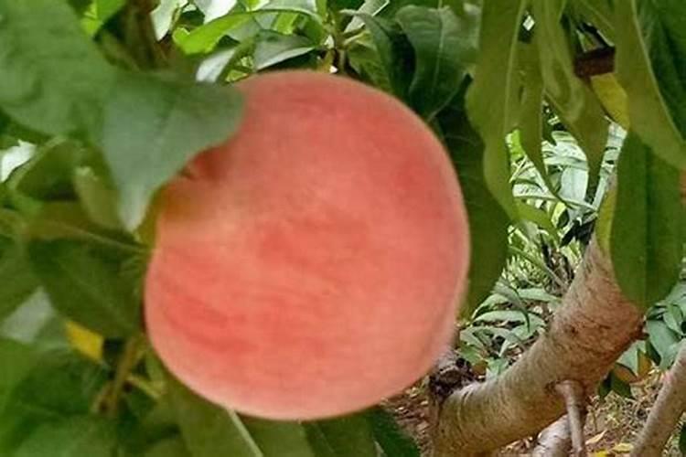 河南桃子产地在哪里