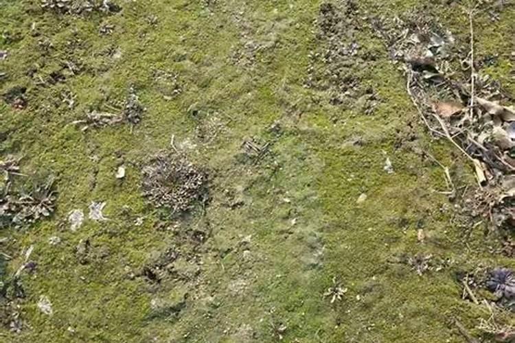 磷肥可以杀青苔吗