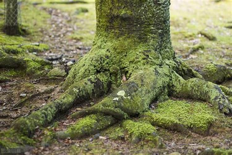 螃蟹塘里出现青苔怎么处理？该如何预防？