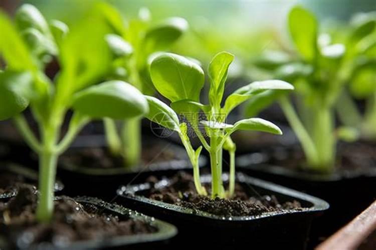 辣椒叶～能用枯草芽孢杆菌配大碗叶面肥喷吗,效果是不是又能大叶点？