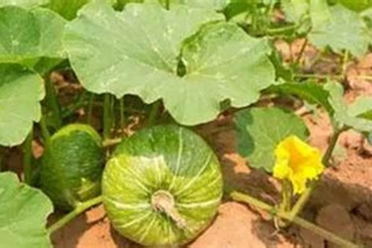 黄瓜用平衡肥好还是高钾肥 黄瓜用什么肥料好