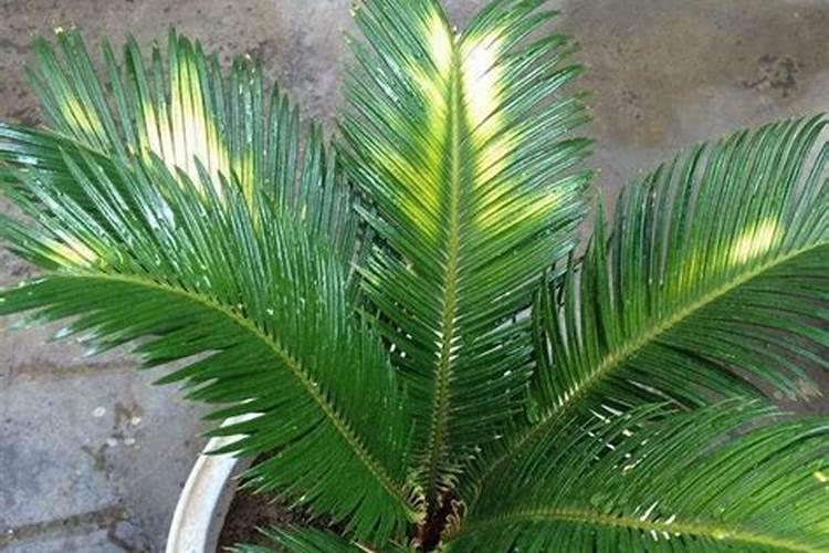 兰花施什么肥好