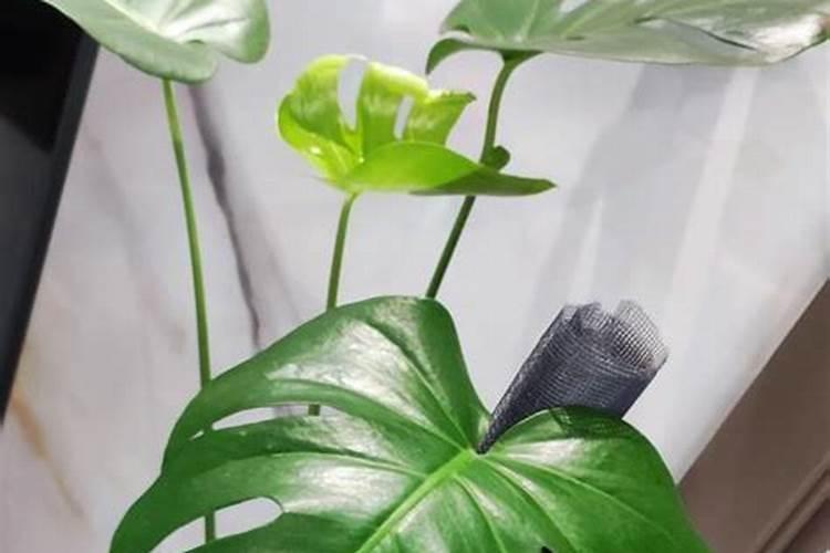 红薯叶能与苋菜和黄豆一起吃吗