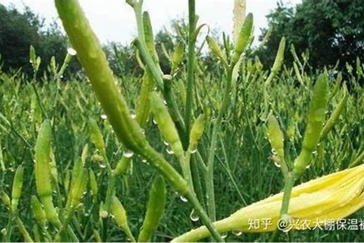 黄花菜落花是什么情况