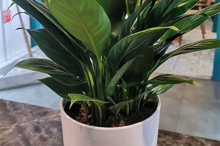 白掌施什么肥开花