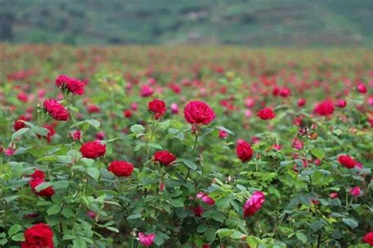 100斤水配多少黄腐酸钾灌根