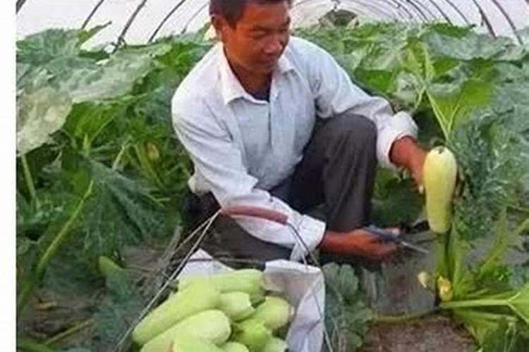 西胡芦施什么肥料最好