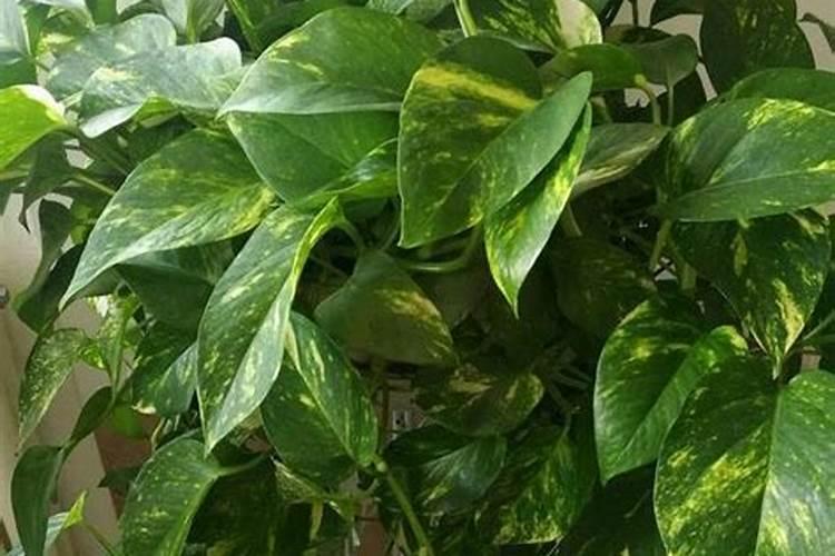 1斤水溶肥兑多少水