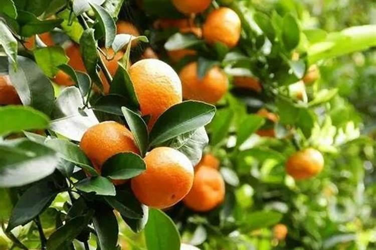 砂糖橘放哪种肥料生长最好,果子最甜