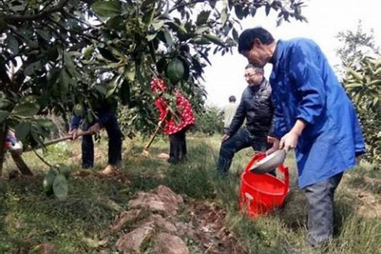 硼肥在花期的使用方法,缺硼的土壤适合种什么