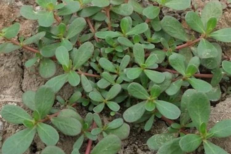 小琉球马齿苋多肉植物生长习性施肥的知识点有哪些