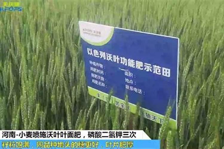 春羽叶子下垂怎么办