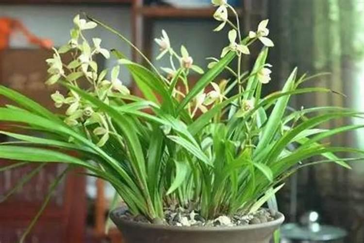 刚移植兰花怎么时候下肥