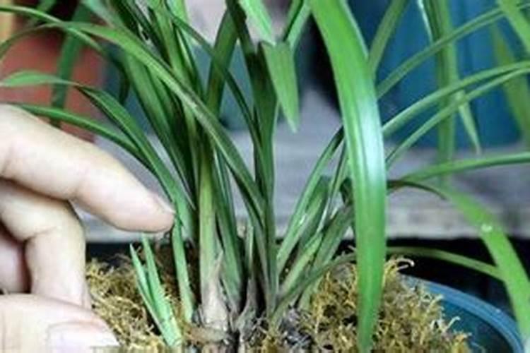 刚上盆的兰花多久施肥