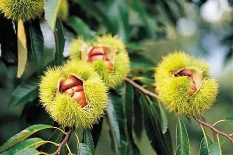 硝酸钾在各种作物上的使用,硝酸钾注意事项有哪些