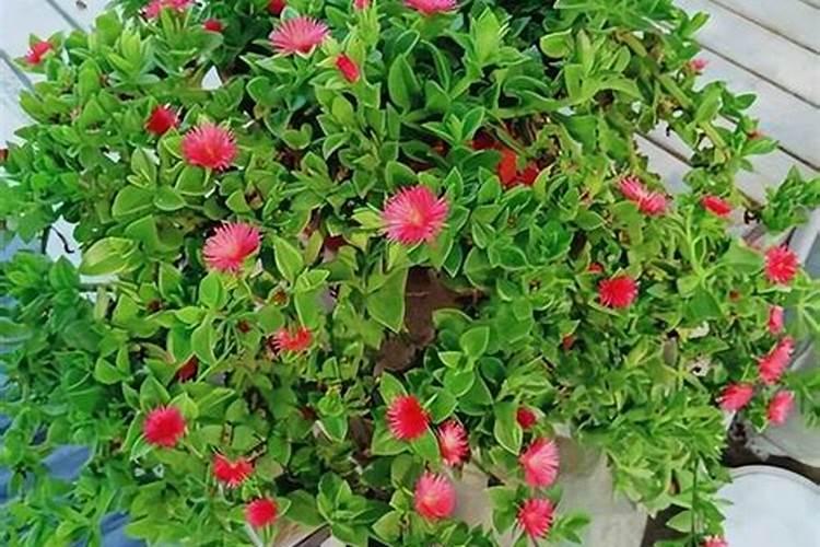 牡丹吊兰施什么肥好