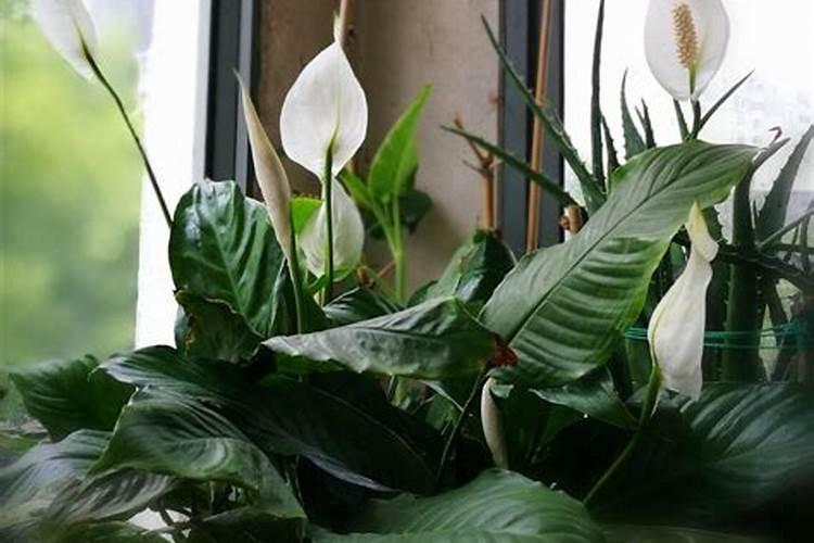 水溶肥的前十名水溶肥厂家有那些水溶肥的前十名