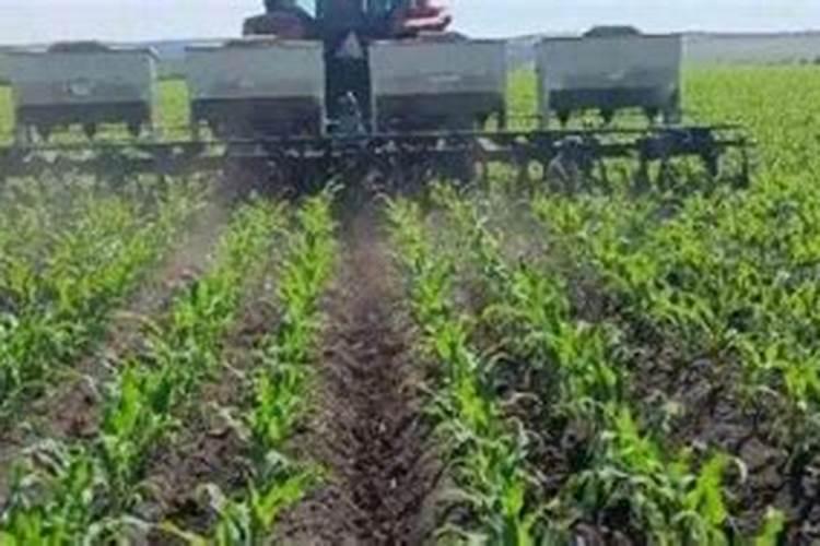 玉米什么时候使用叶面肥？玉米叶面肥喷施浓度