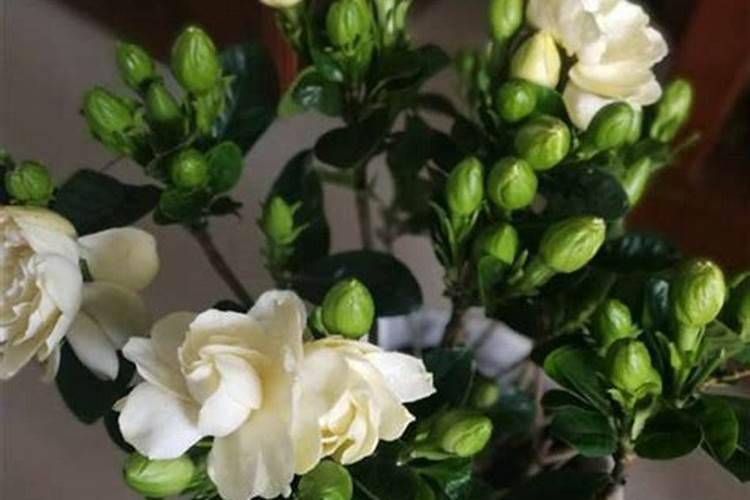 桅子花蕾没开就落了