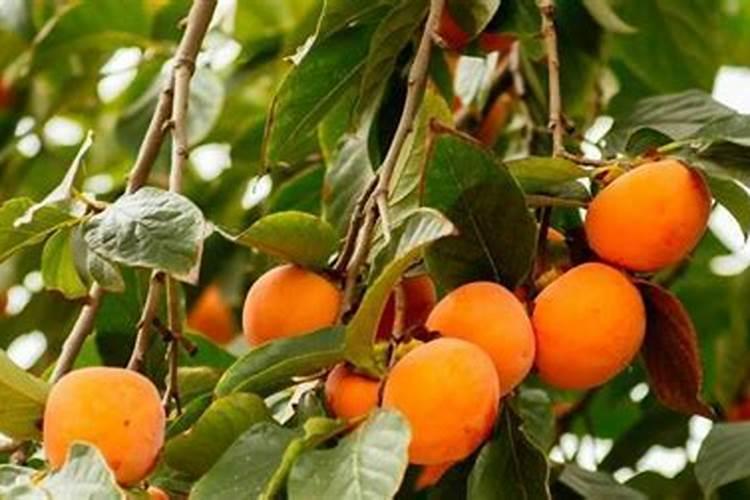 花椒什么时候种 花椒树种植几年结果