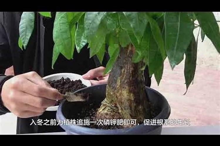发财树浇什么肥最好