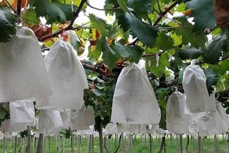 葡萄挂果后施什么肥 葡萄结果后套袋原因