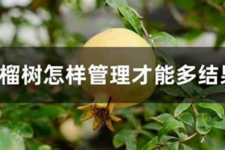 石榴为什么开花后就掉了 石榴开花后的养护方法