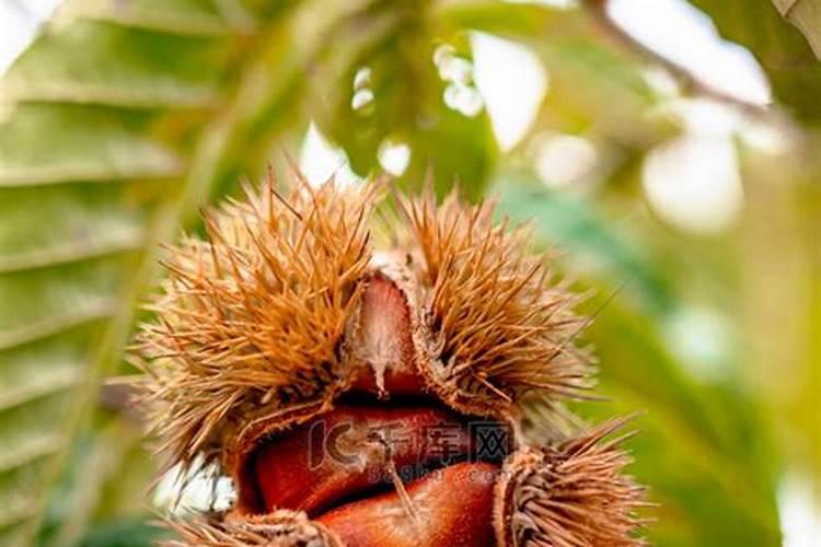 板栗树的肥水管理和防治虫害介绍 板栗什么时候除虫施肥