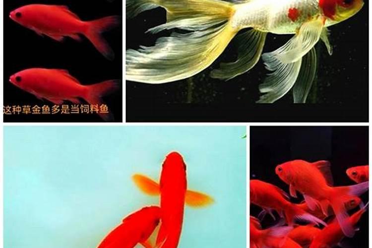 一般给草莓施什么肥最好