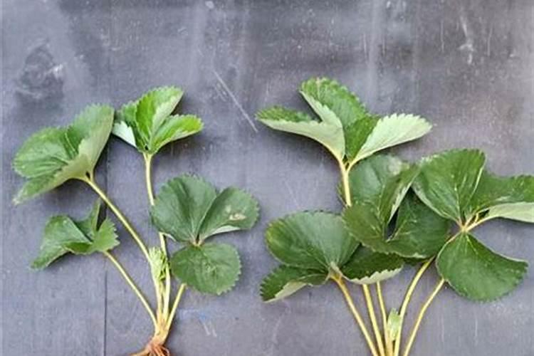 草莓需要施什么肥料才会甜(草莓适合浇什么肥长得肥壮)