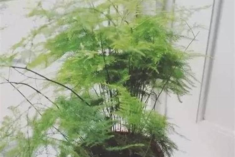 新疆矿源黄腐酸钾哪个厂家的品牌好