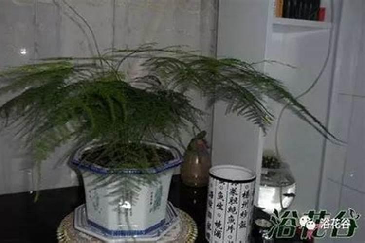 施肥可以用速效复合肥吗 文竹施什么肥料好