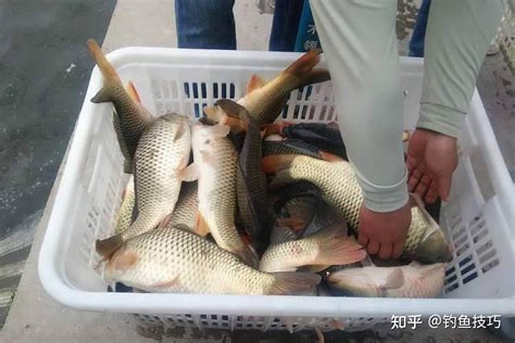 非洲茉莉施什么肥