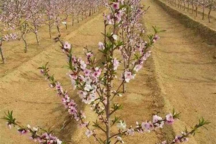 植美施水溶肥怎么样