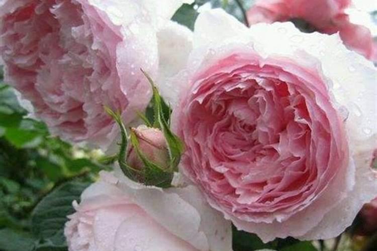 月季开花时能施肥吗