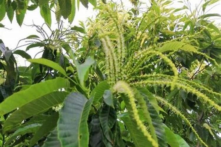 中午能不能给植物浇水 中午可以给植物浇水吗