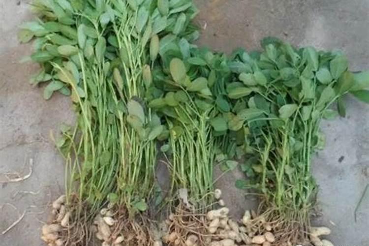 花生控旺药能和治黄药氨基酸水溶肥混用吗