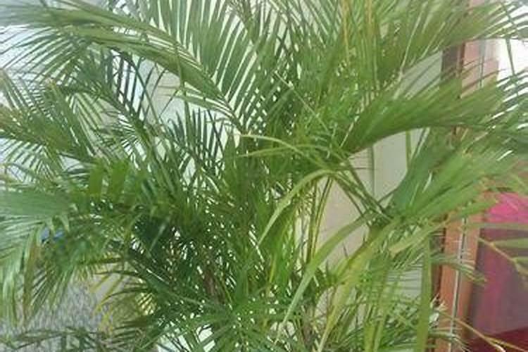 凤尾竹怎么施肥