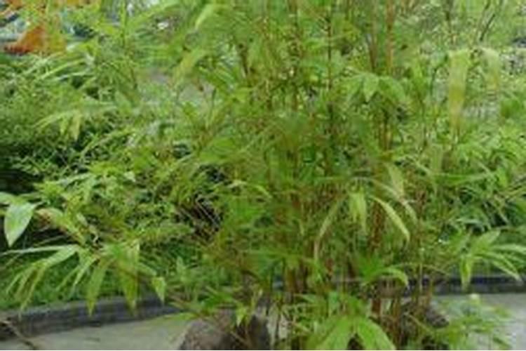 凤尾竹怎么施肥